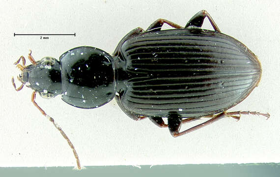 Image of Agonum (Olisares) punctiforme (Say 1823)