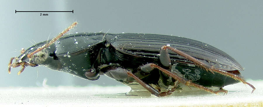 Agonum (Olisares) punctiforme (Say 1823)的圖片