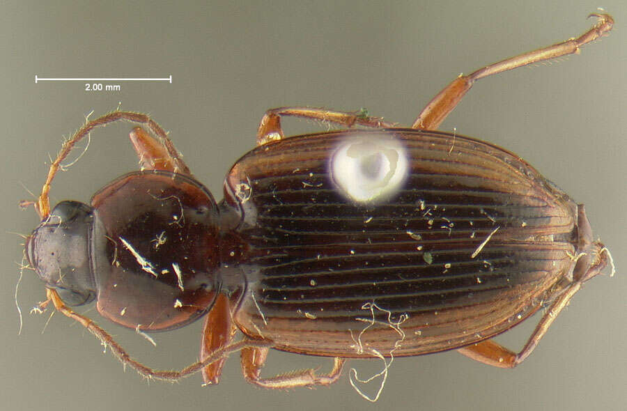 Image of Agonum (Olisares) pallipes (Fabricius 1787)