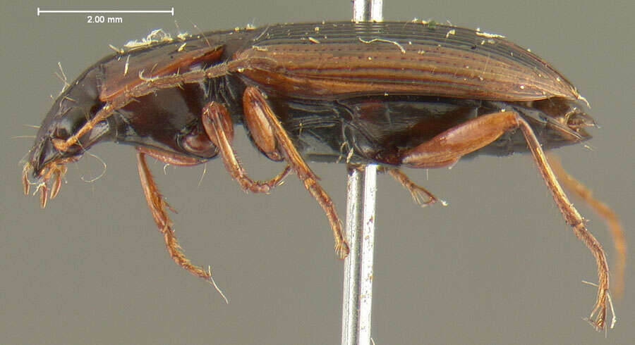 Image of Agonum (Olisares) pallipes (Fabricius 1787)