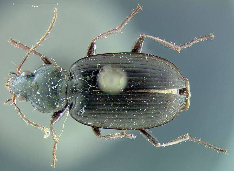 Imagem de Agonum (Agonum) placidum (Say 1823)