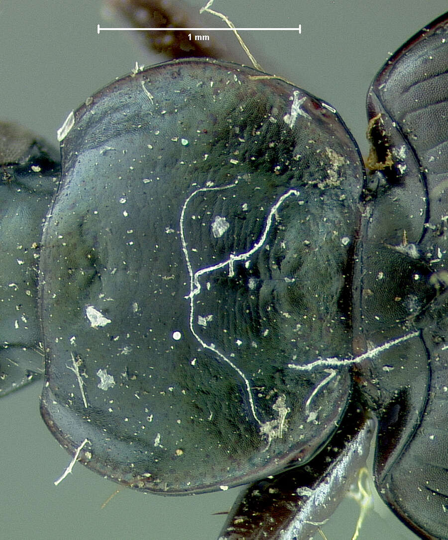 Imagem de Agonum (Agonum) placidum (Say 1823)