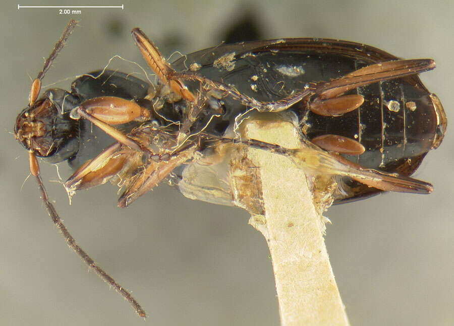 Sivun Agonum (Olisares) nutans (Say 1823) kuva