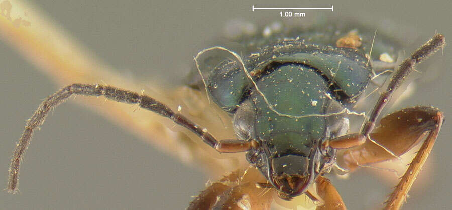 Sivun Agonum (Olisares) nutans (Say 1823) kuva