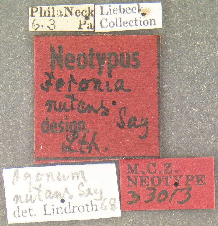 Sivun Agonum (Olisares) nutans (Say 1823) kuva