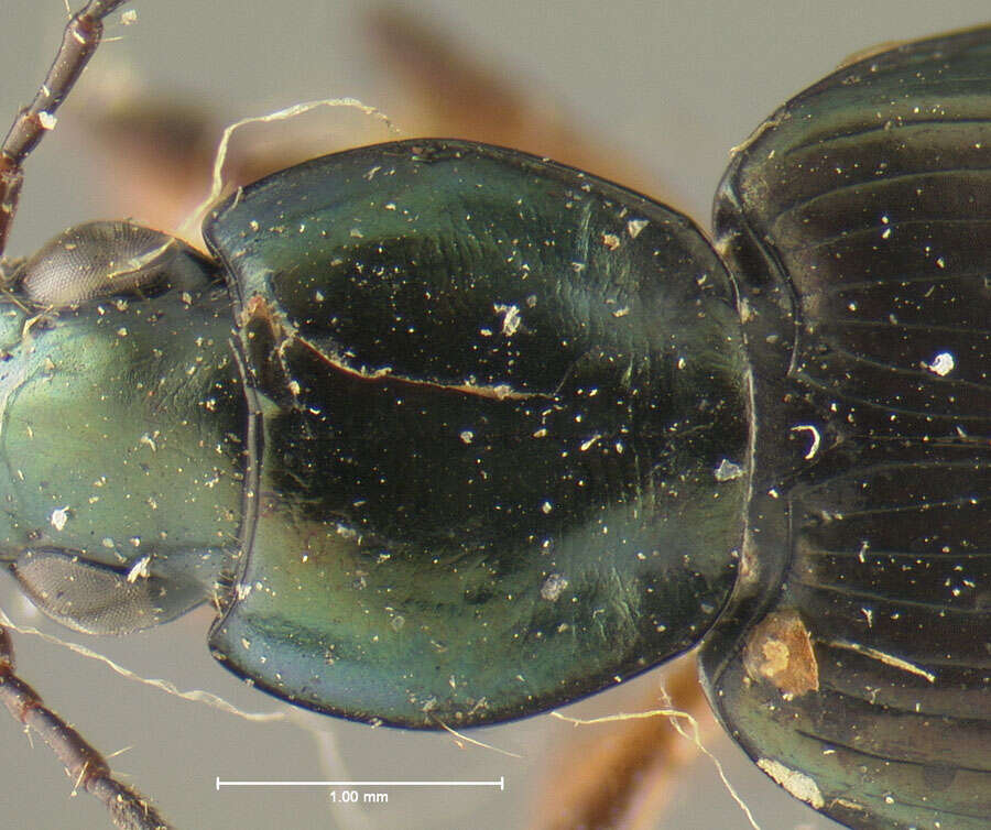 Sivun Agonum (Olisares) nutans (Say 1823) kuva