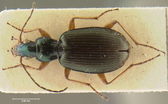 Image of Agonum (Olisares) extensicolle (Say 1823)