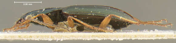 Image of Agonum (Olisares) extensicolle (Say 1823)