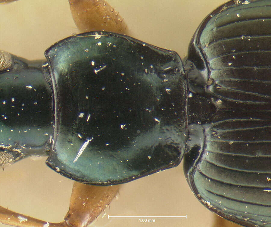 Image of Agonum (Olisares) extensicolle (Say 1823)