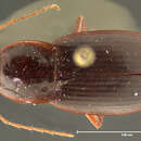 صورة Calathus (Neocalathus) gregarius (Say 1823)