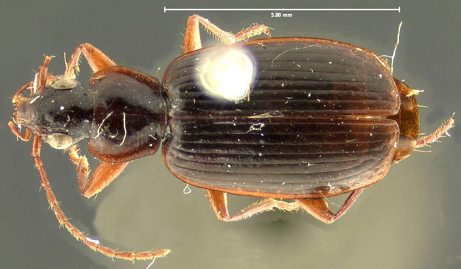 Image de Pinacodera platicollis (Say 1823)