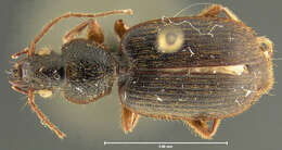 Image of Cymindis (Cymindis) laticollis Say 1830