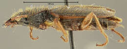 Image of Cymindis (Cymindis) laticollis Say 1830