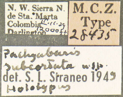 Image of Blennidus subcordatus (Straneo 1951)