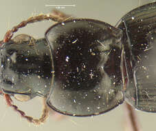 Image of Blennidus subcordatus (Straneo 1951)