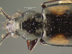 Plancia ëd Bembidion (Peryphidium) obscuripenne Blaisdell 1902