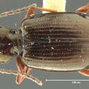 Image of Bembidion (Peryphus) yukonum Fall 1926