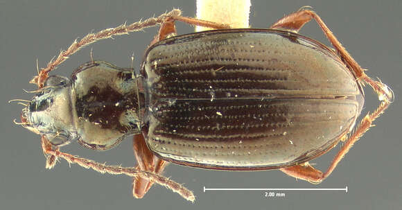 صورة Bembidion (Peryphus) yukonum Fall 1926