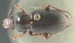 Image of Amara (Curtonotus) deparca (Say 1830)