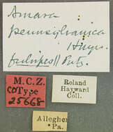 Plancia ëd Amara (Curtonotus) pennsylvanica Hayward 1908