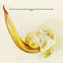 Image of Blennidus smaragdinus (Straneo 1951)