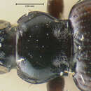 Image of Bembidion (Peryphus) petrosum attuense Lindroth 1963