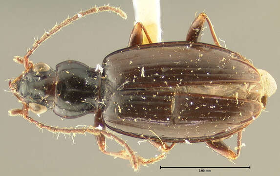 Bembidion (Plataphus) vandykei Blaisdell 1902的圖片