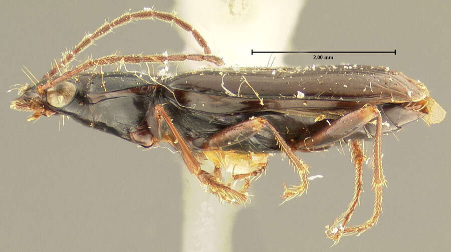 Image of Bembidion (Plataphus) vandykei Blaisdell 1902