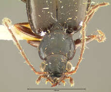 Image of Bembidion (Plataphus) vandykei Blaisdell 1902