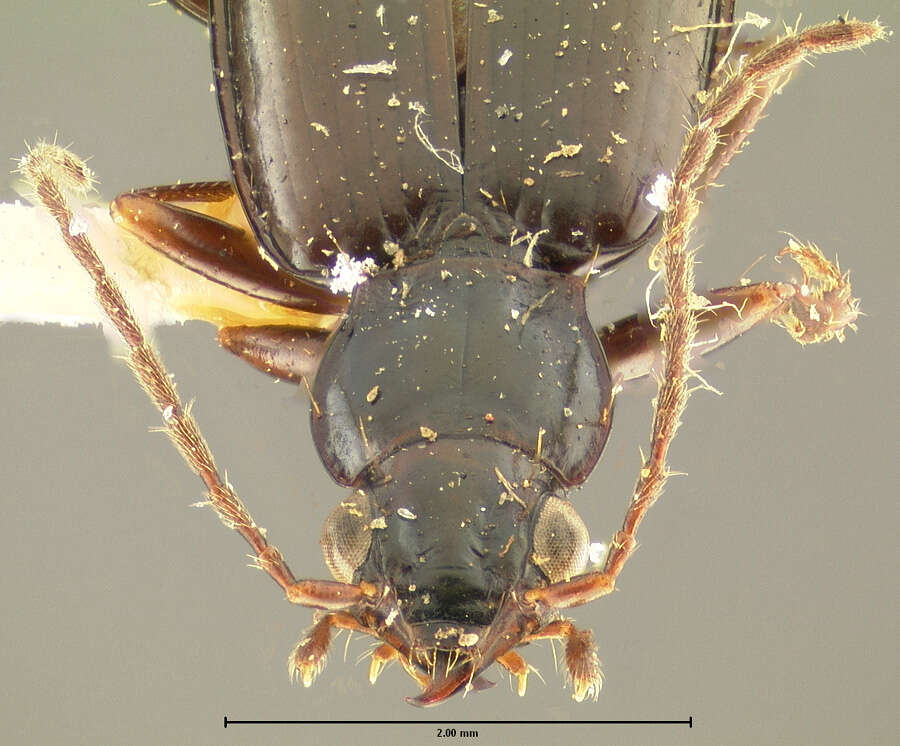 Bembidion (Plataphus) vandykei Blaisdell 1902的圖片