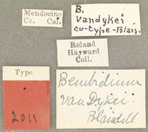 Image of Bembidion (Plataphus) vandykei Blaisdell 1902