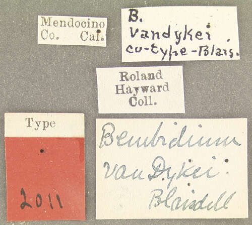 Image of Bembidion (Plataphus) vandykei Blaisdell 1902