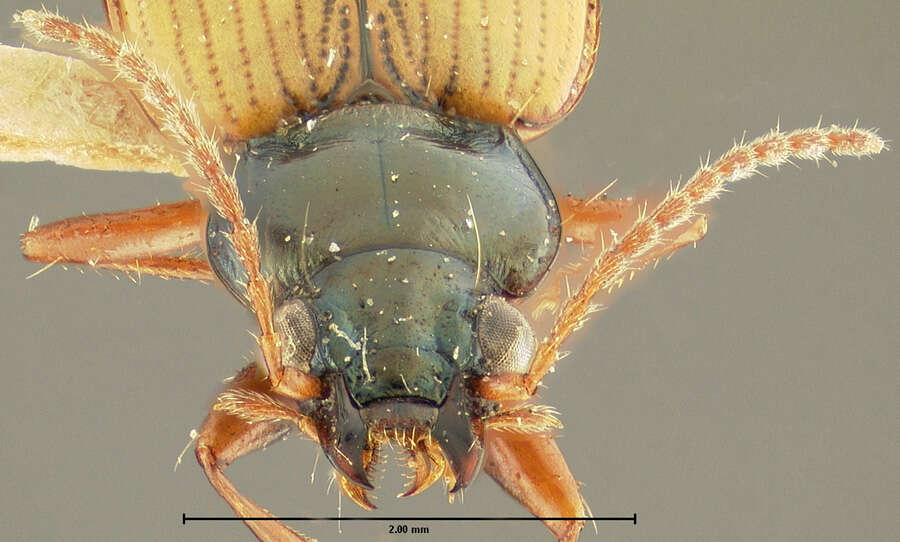 Plancia ëd Bembidion (Notaphus) obtusidens Fall 1922