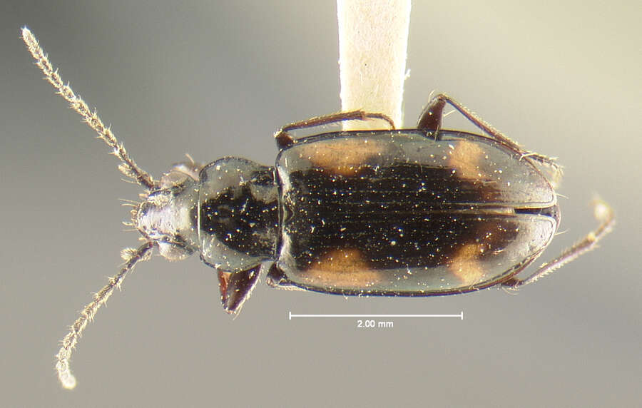 Plancia ëd Bembidion (Peryphidium) obscuripenne Blaisdell 1902