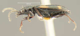 Plancia ëd Bembidion (Peryphidium) obscuripenne Blaisdell 1902