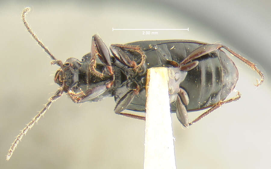 Plancia ëd Bembidion (Peryphidium) obscuripenne Blaisdell 1902