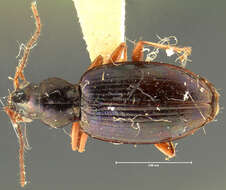 صورة Bembidion (Peryphanes) stephensii Crotch 1866