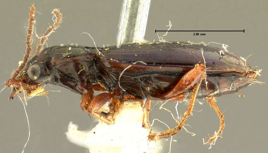 صورة Bembidion (Peryphanes) stephensii Crotch 1866