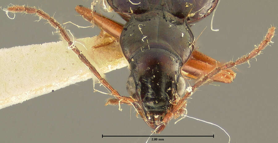 صورة Bembidion (Peryphanes) stephensii Crotch 1866