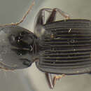 صورة Pterostichus (Cryobius) iripennis (Chaudoir 1868)