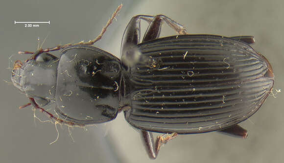 Image of Pterostichus (Cryobius) iripennis (Chaudoir 1868)