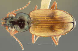 Plancia ëd Bembidion (Notaphus) obtusidens Fall 1922