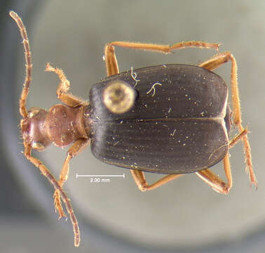 Sivun Brachinus (Neobrachinus) galactoderus Erwin 1970 kuva