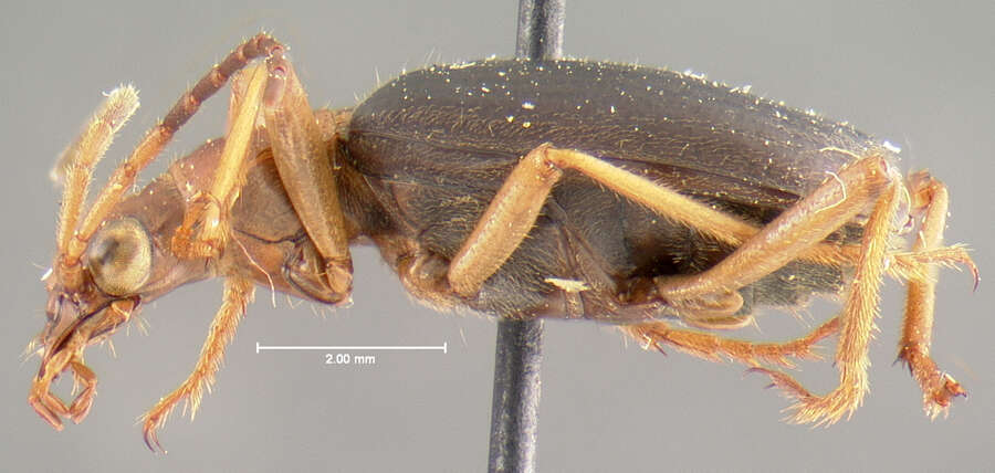 Sivun Brachinus (Neobrachinus) galactoderus Erwin 1970 kuva