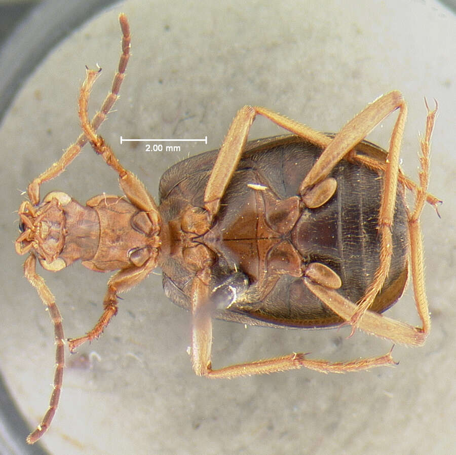 Sivun Brachinus (Neobrachinus) galactoderus Erwin 1970 kuva