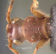 Sivun Brachinus (Neobrachinus) galactoderus Erwin 1970 kuva