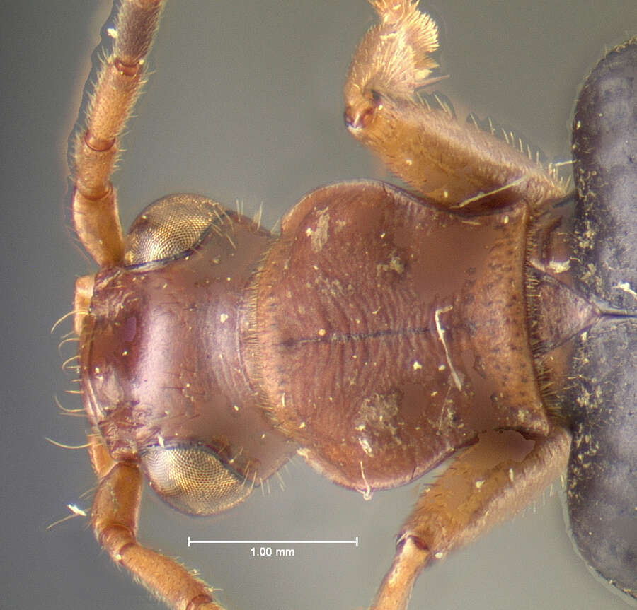 Sivun Brachinus (Neobrachinus) galactoderus Erwin 1970 kuva