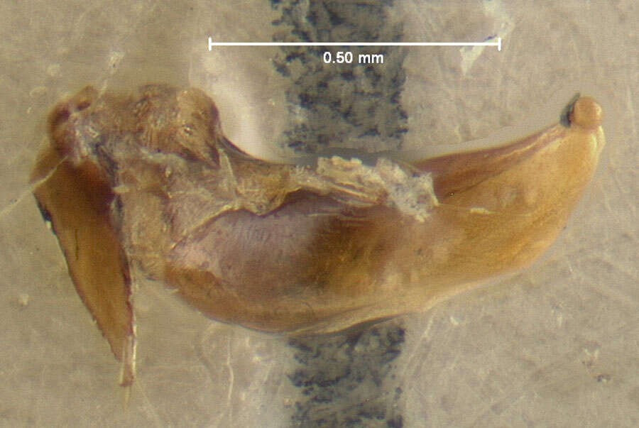 Слика од Bembidion (Peryphus) petrosum attuense Lindroth 1963