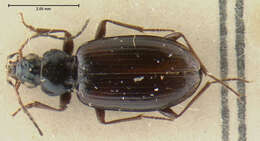 Image of Bembidion (Peryphus) petrosum attuense Lindroth 1963