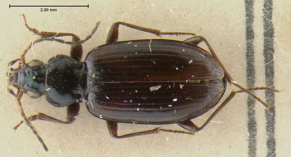 Слика од Bembidion (Peryphus) petrosum Gebler 1833